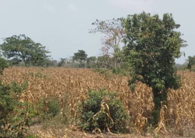 Farm