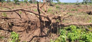 Jersualem Farm Clearance