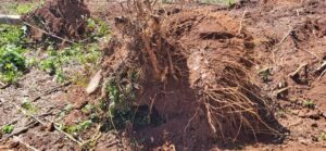 Jersualem Farm Clearance