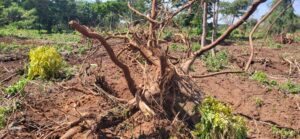Jersualem Farm Clearance