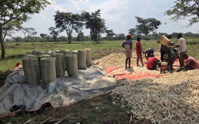 Luwero Newsletter – August 2026