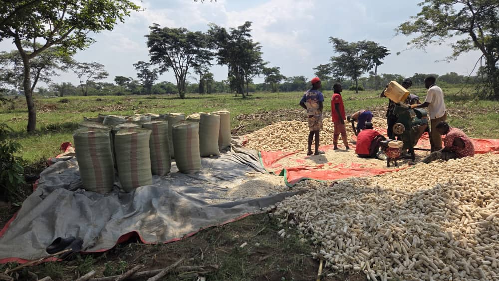 Maize harvest